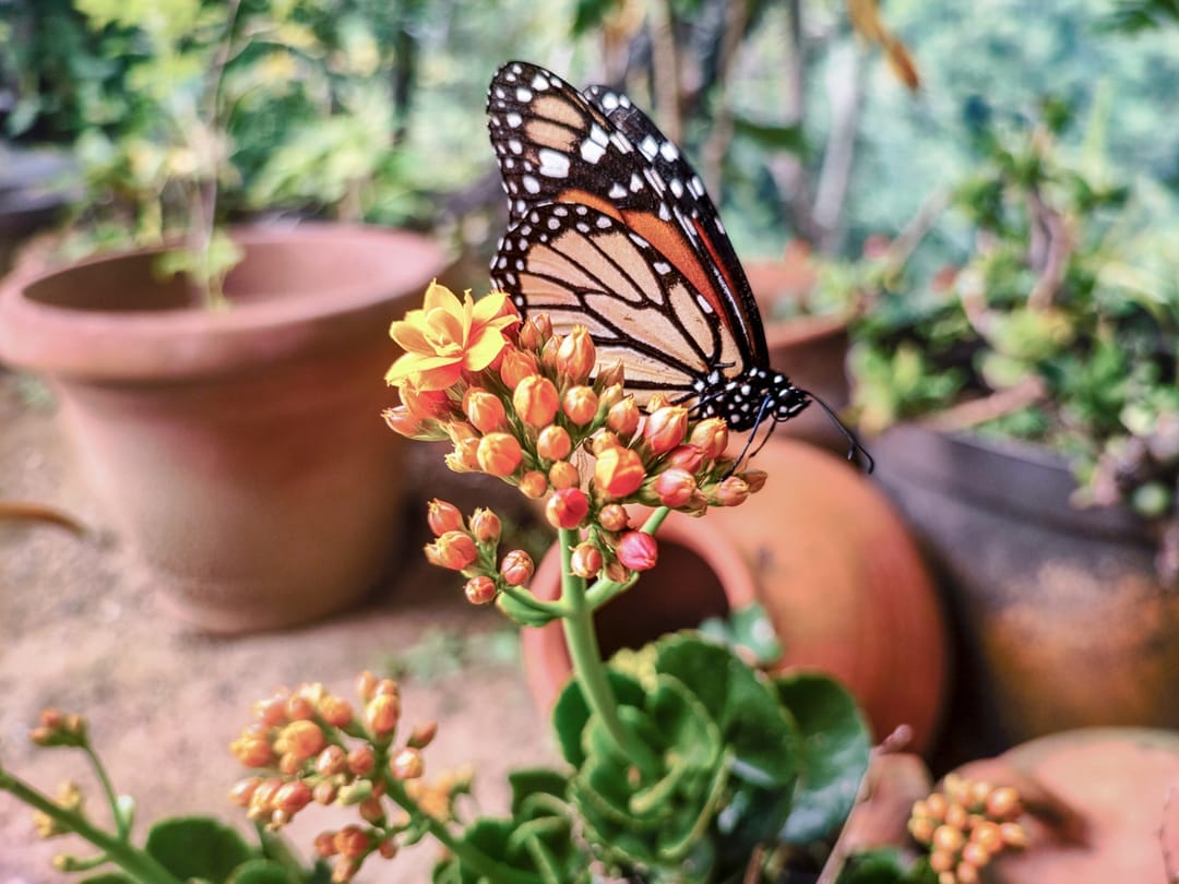 Mariposa monarca posada sobre una flor naranja de kalanchoe, entre materos de barro en los jardines de Posada Tarahumara