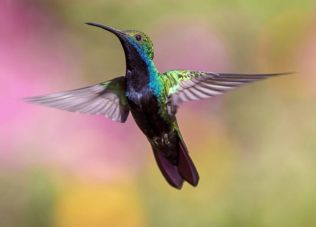 Observador de aves en Galipán utilizando binoculares en un entorno montañoso
